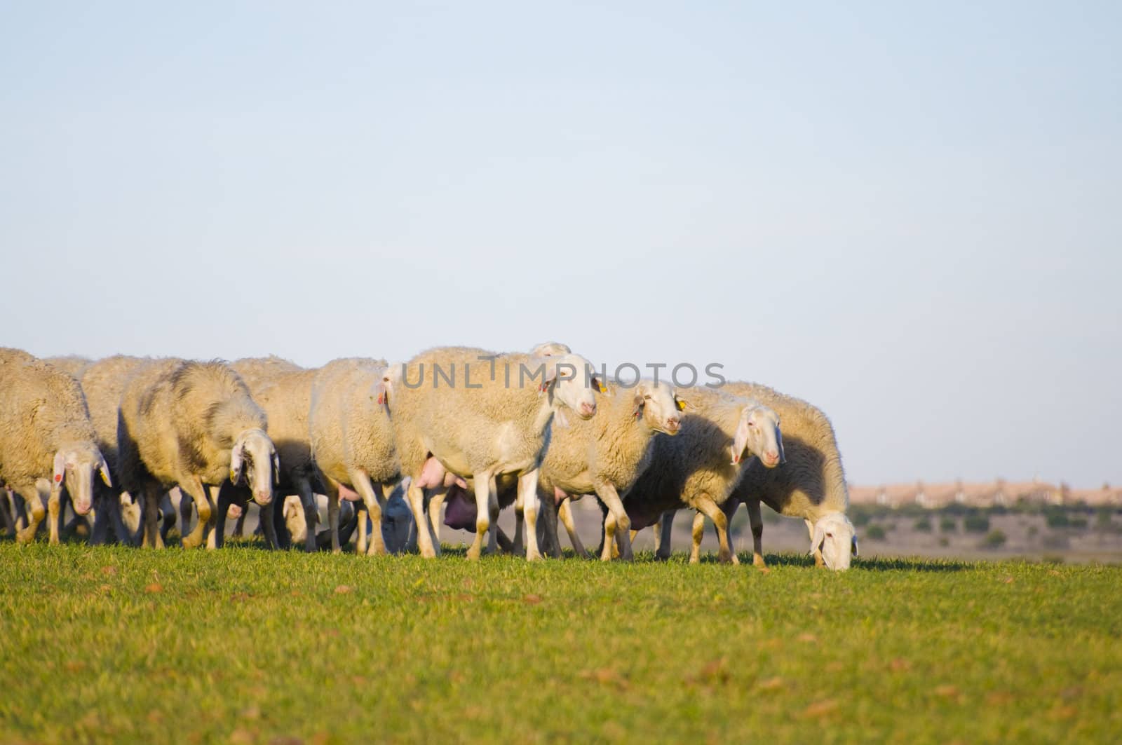 Image of a sheeps in green landscape