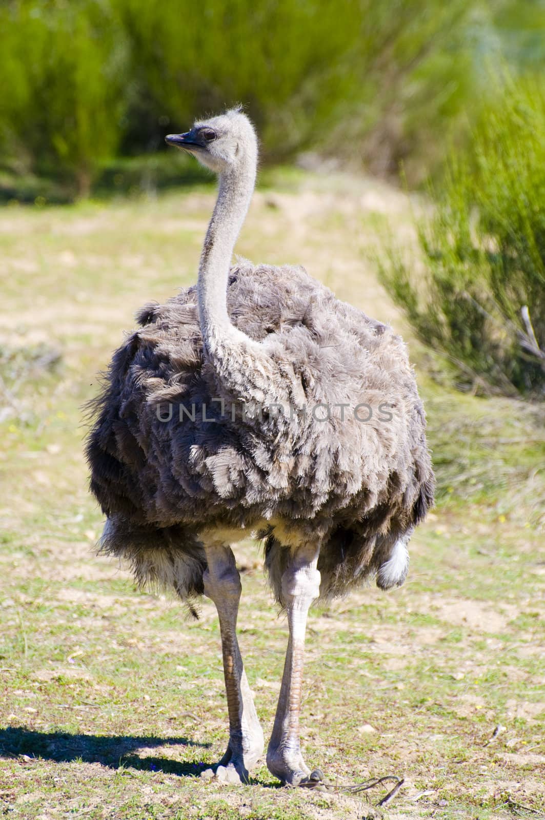 Image of an ostrich in african country