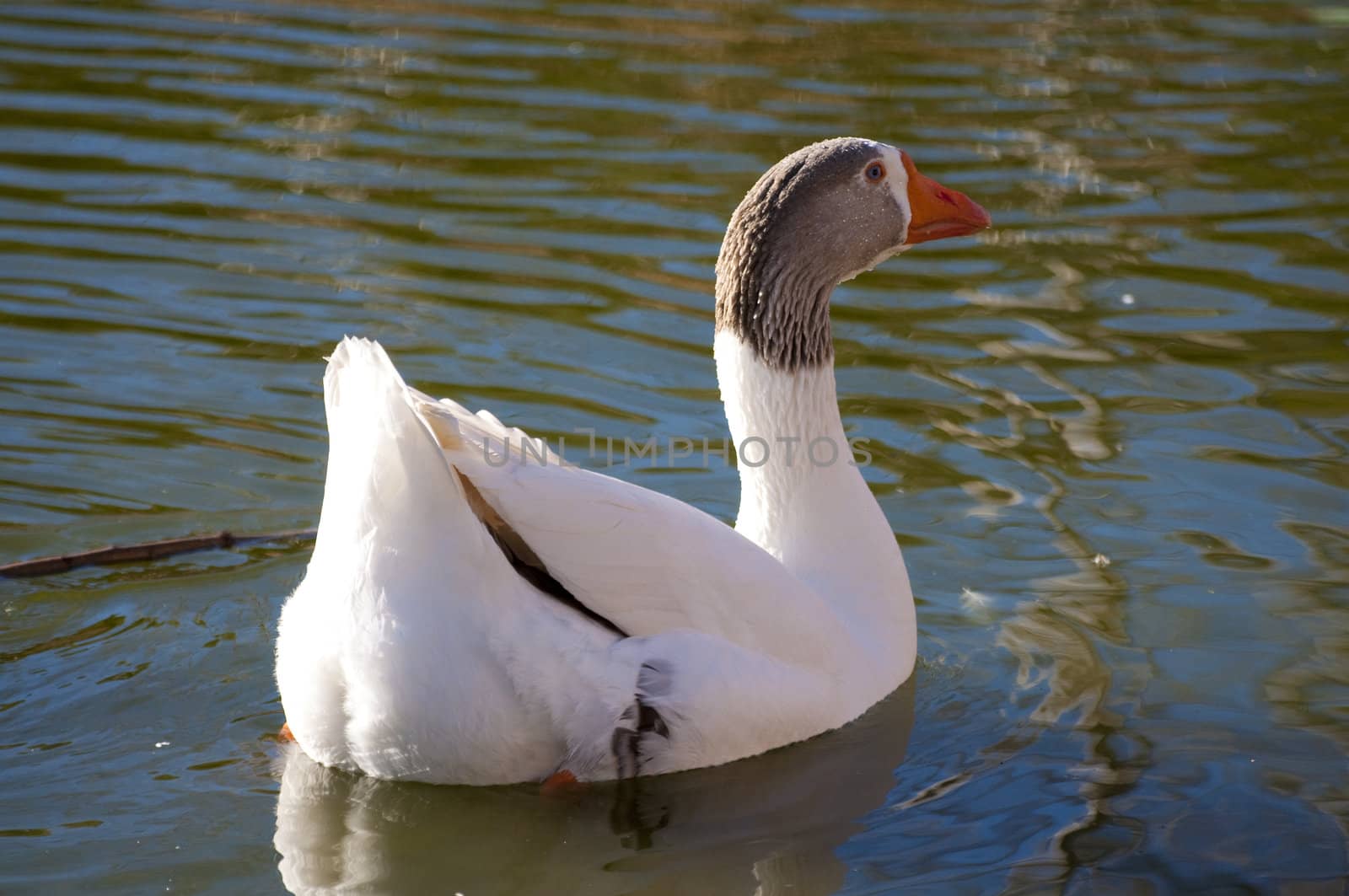 Image of a duck in river. Wild life from spain