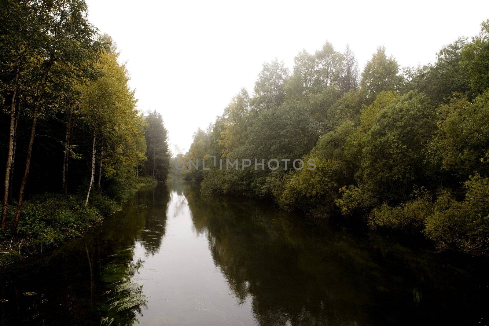 A fall forest with thick fog