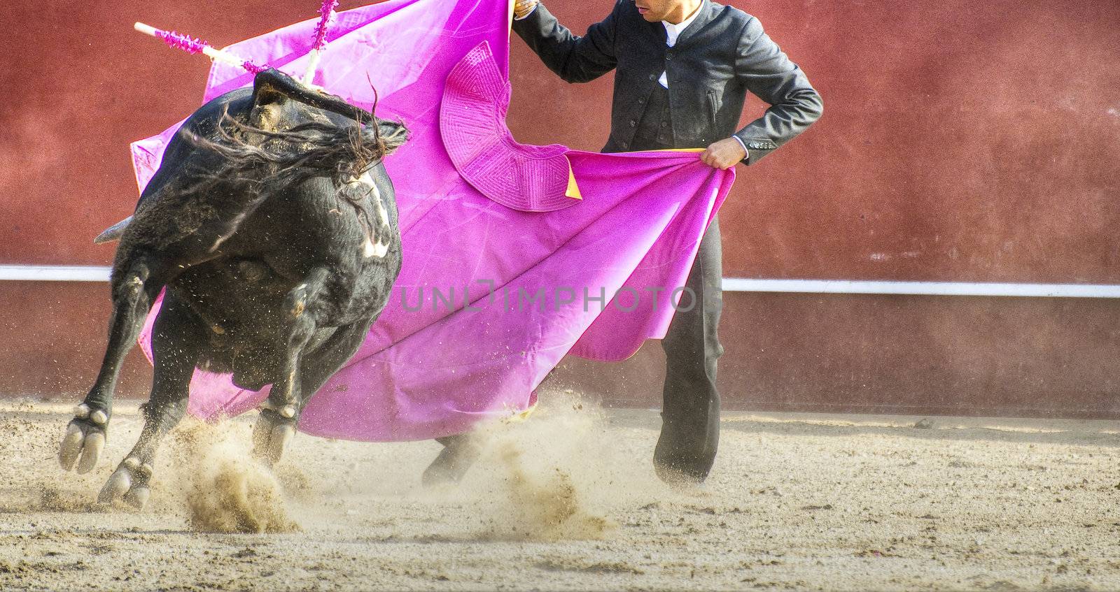 Fighting bull picture from Spain. Black bull