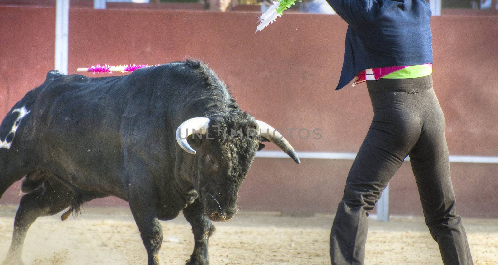 Fighting bull picture from Spain. Black bull by FernandoCortes