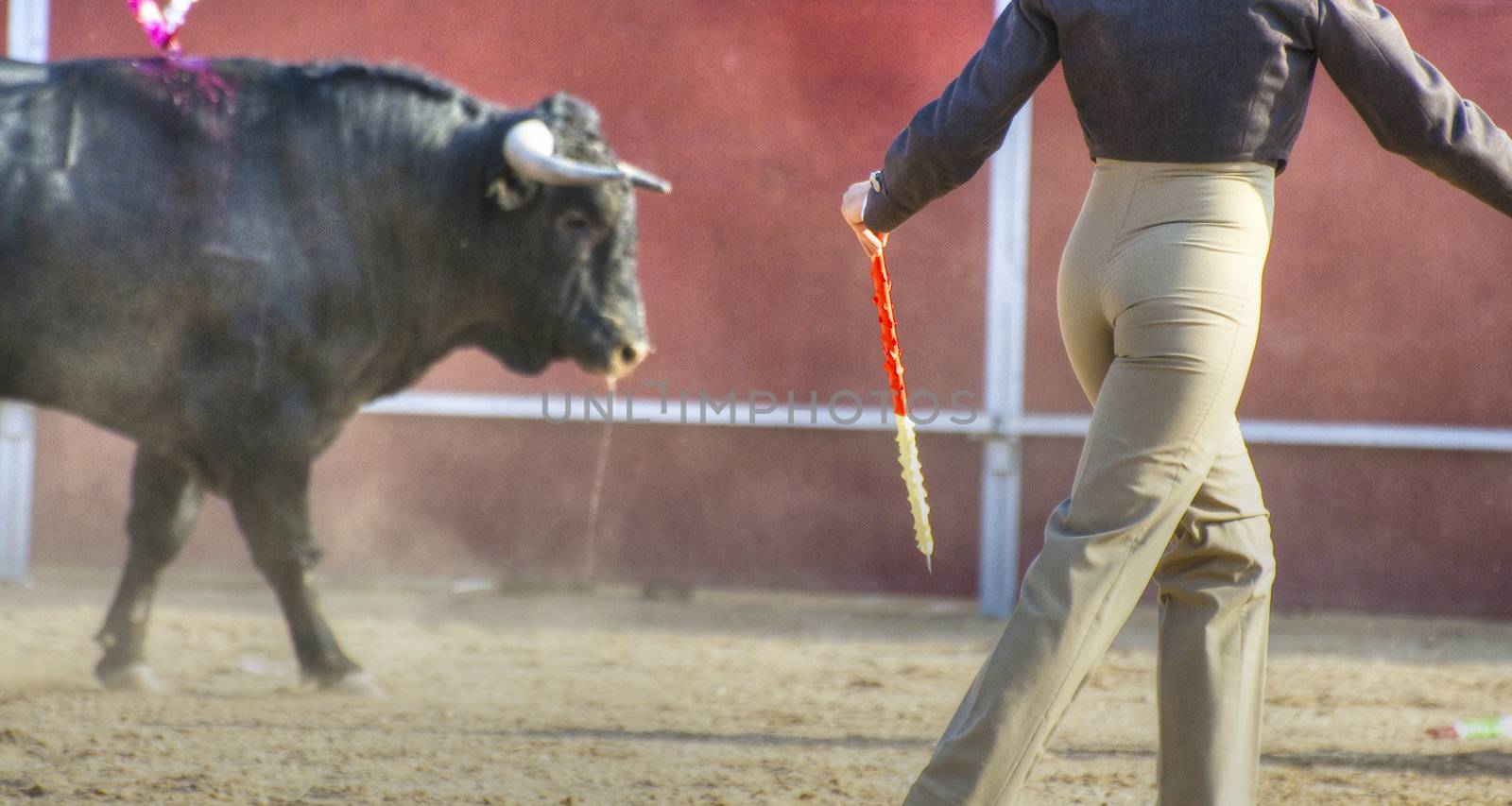 Fighting bull picture from Spain. Black bull