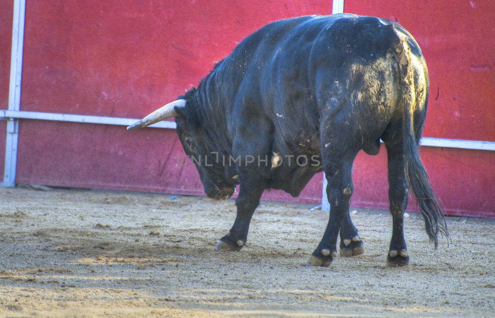 Fighting bull picture from Spain. Black bull