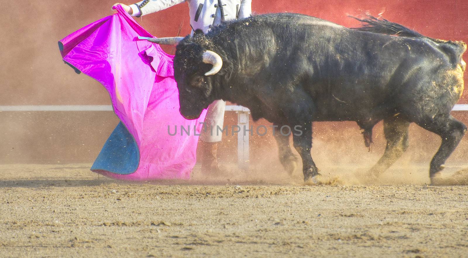 Fighting bull picture from Spain. Black bull