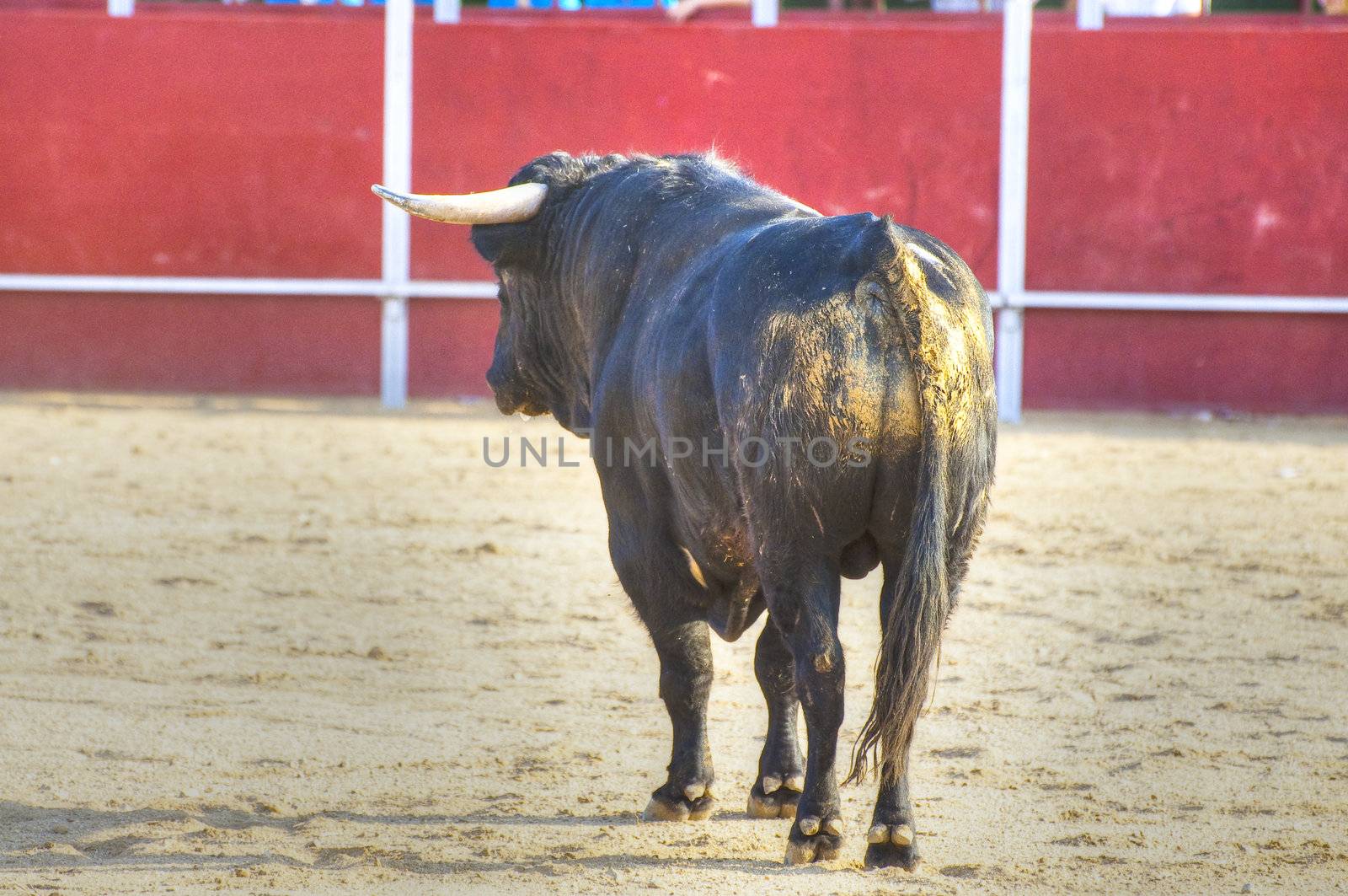 Fighting bull picture from Spain. Black bull