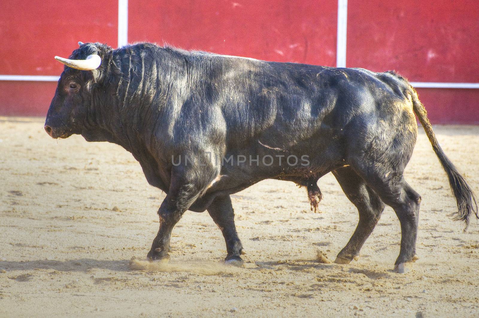 Fighting bull picture from Spain. Black bull