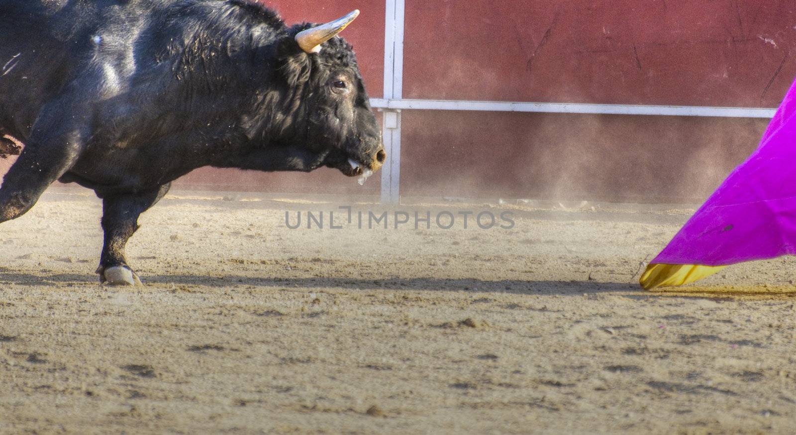 Fighting bull picture from Spain. Black bull