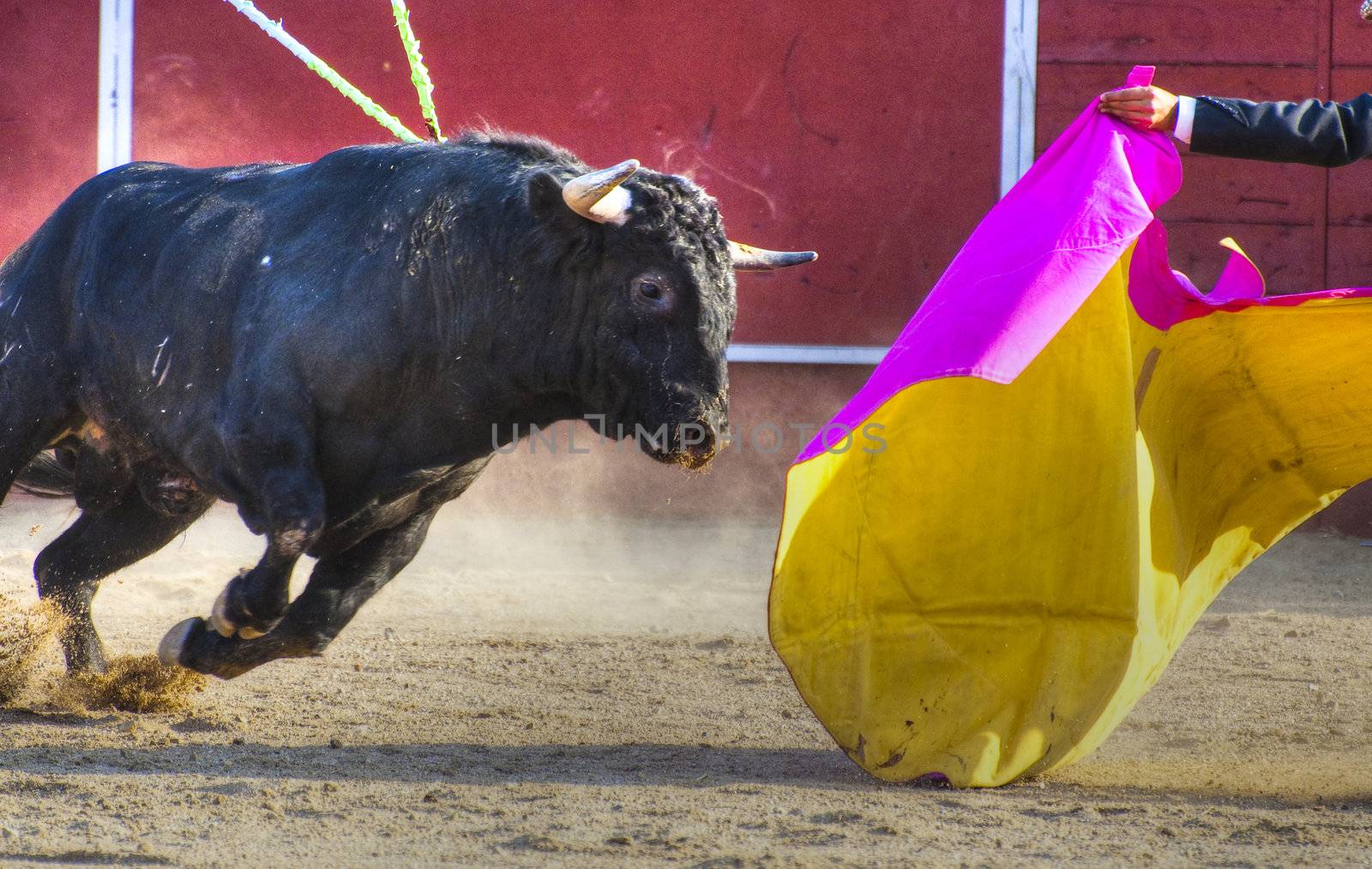 Fighting bull picture from Spain. Black bull