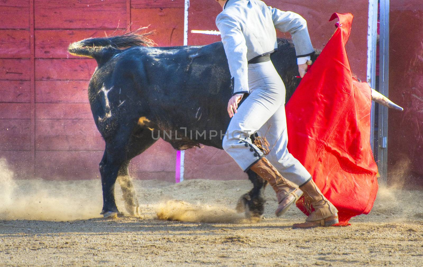 Fighting bull picture from Spain. Black bull by FernandoCortes