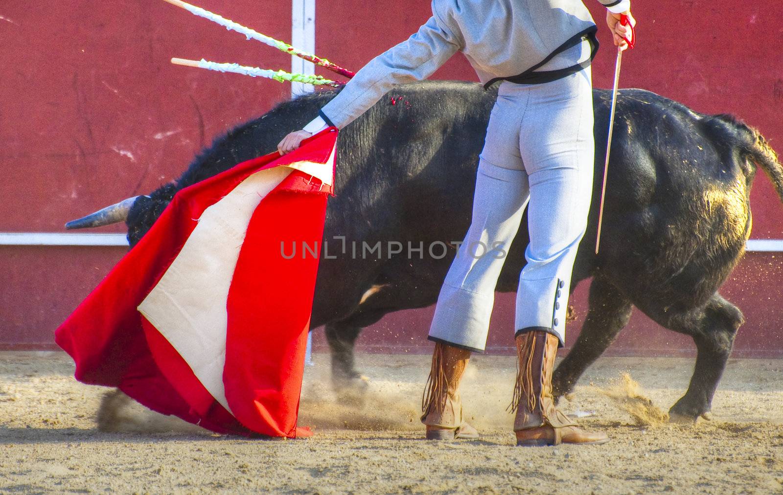 Fighting bull picture from Spain. Black bull by FernandoCortes