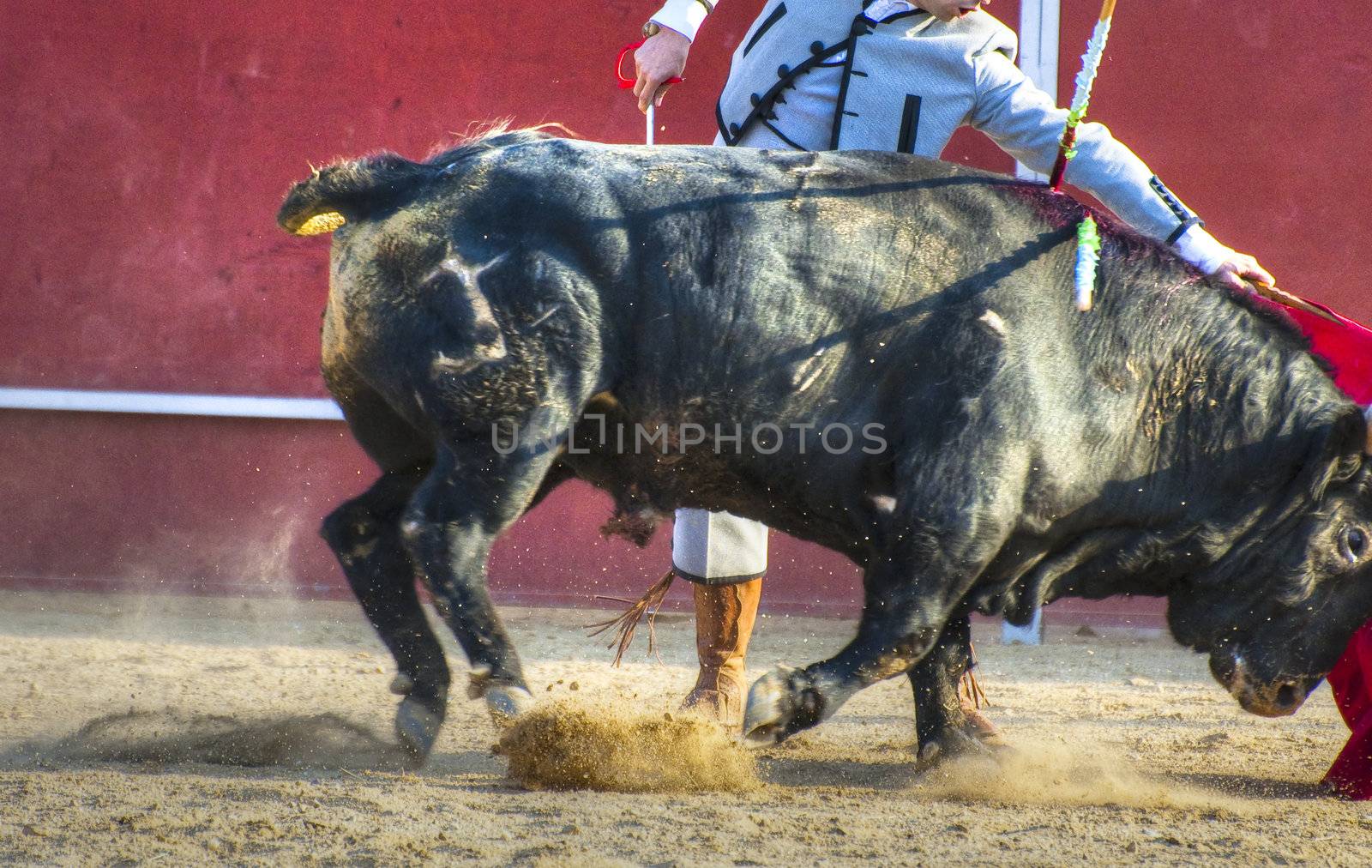 Fighting bull picture from Spain. Black bull by FernandoCortes