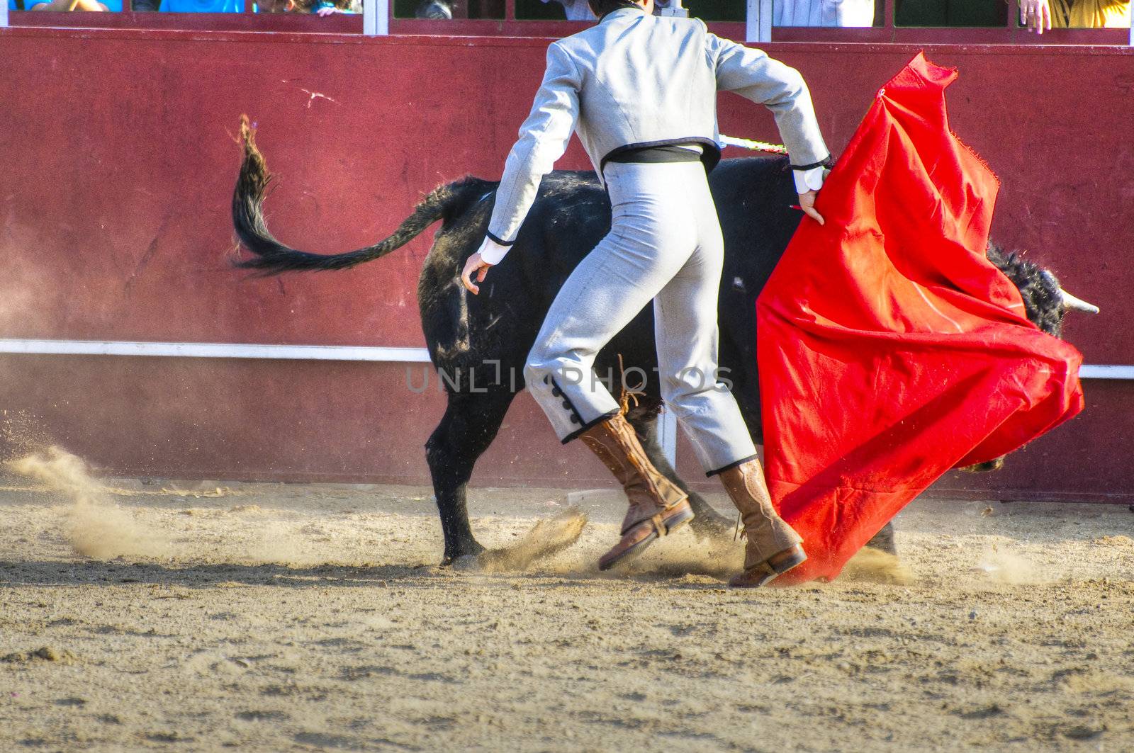 Fighting bull picture from Spain. Black bull