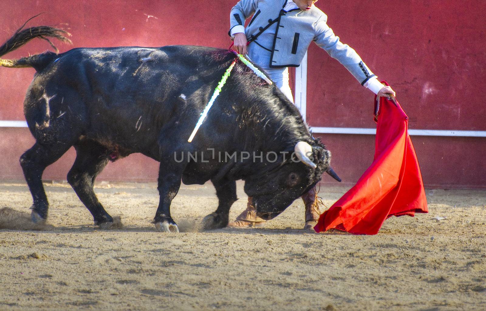 Fighting bull picture from Spain. Black bull by FernandoCortes