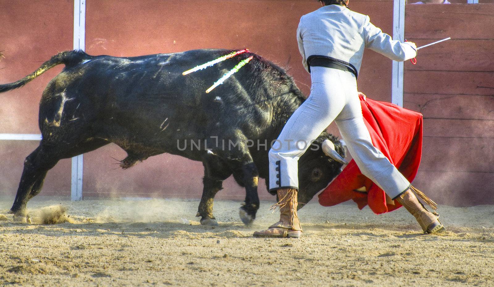 Fighting bull picture from Spain. Black bull by FernandoCortes