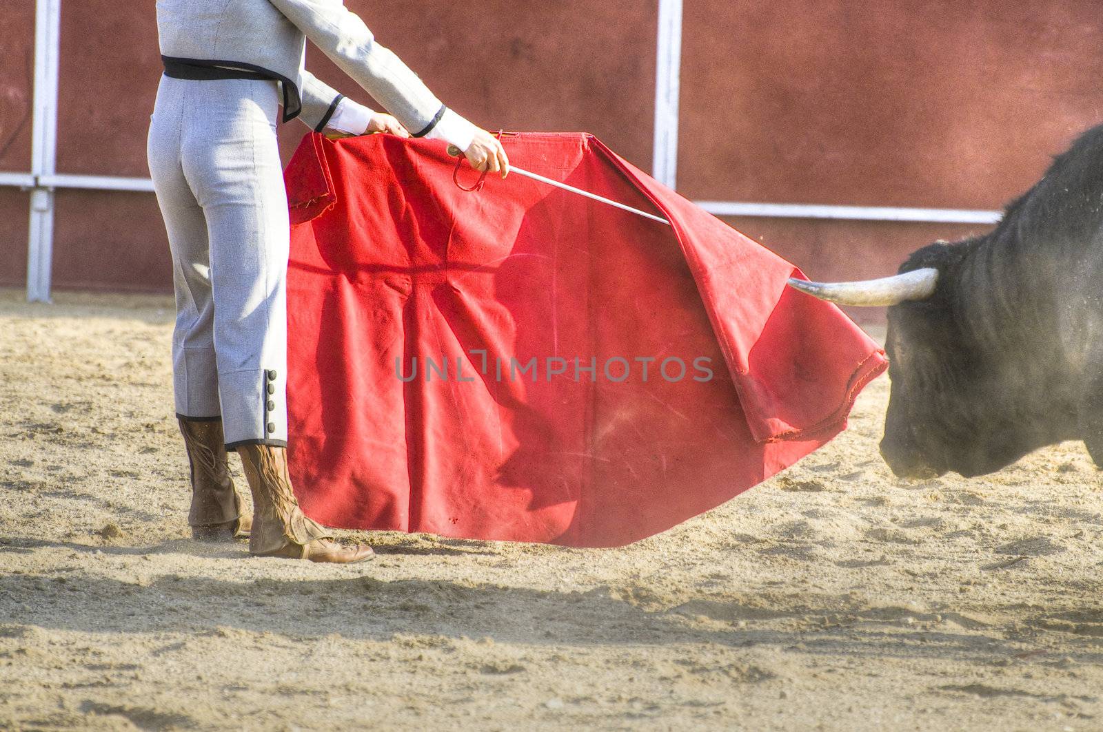 Fighting bull picture from Spain. Black bull