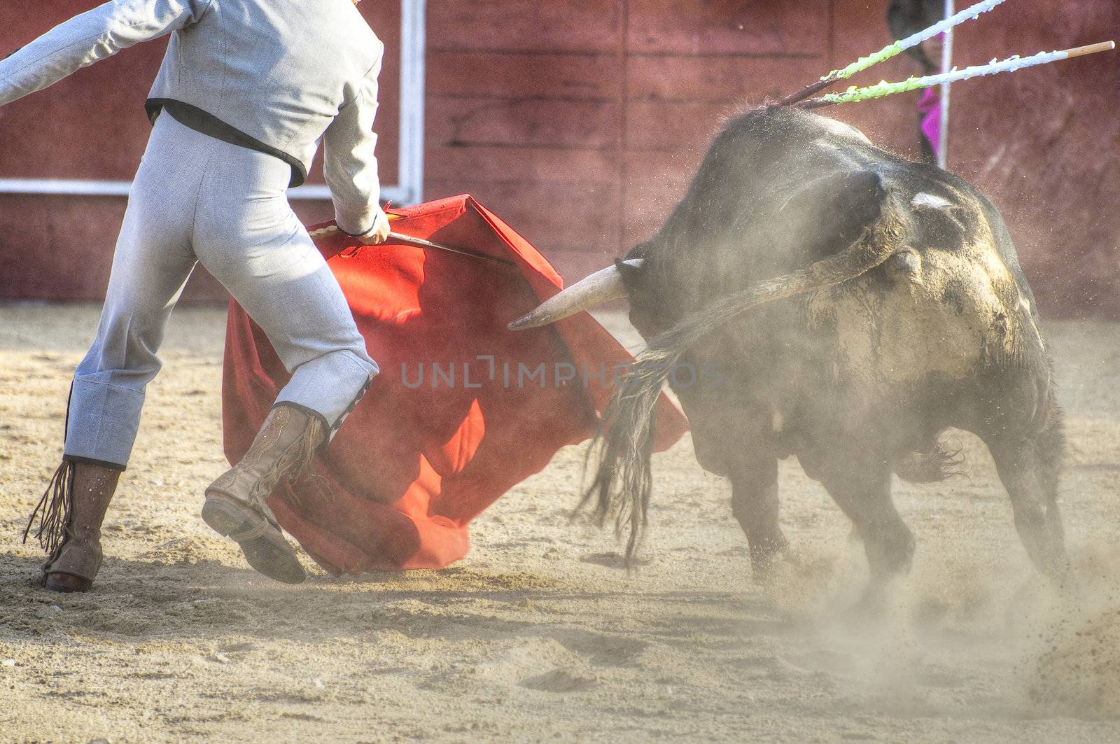 Fighting bull picture from Spain. Black bull by FernandoCortes