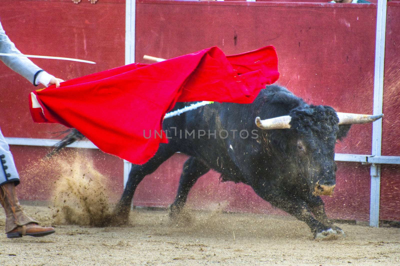 Fighting bull picture from Spain. Black bull