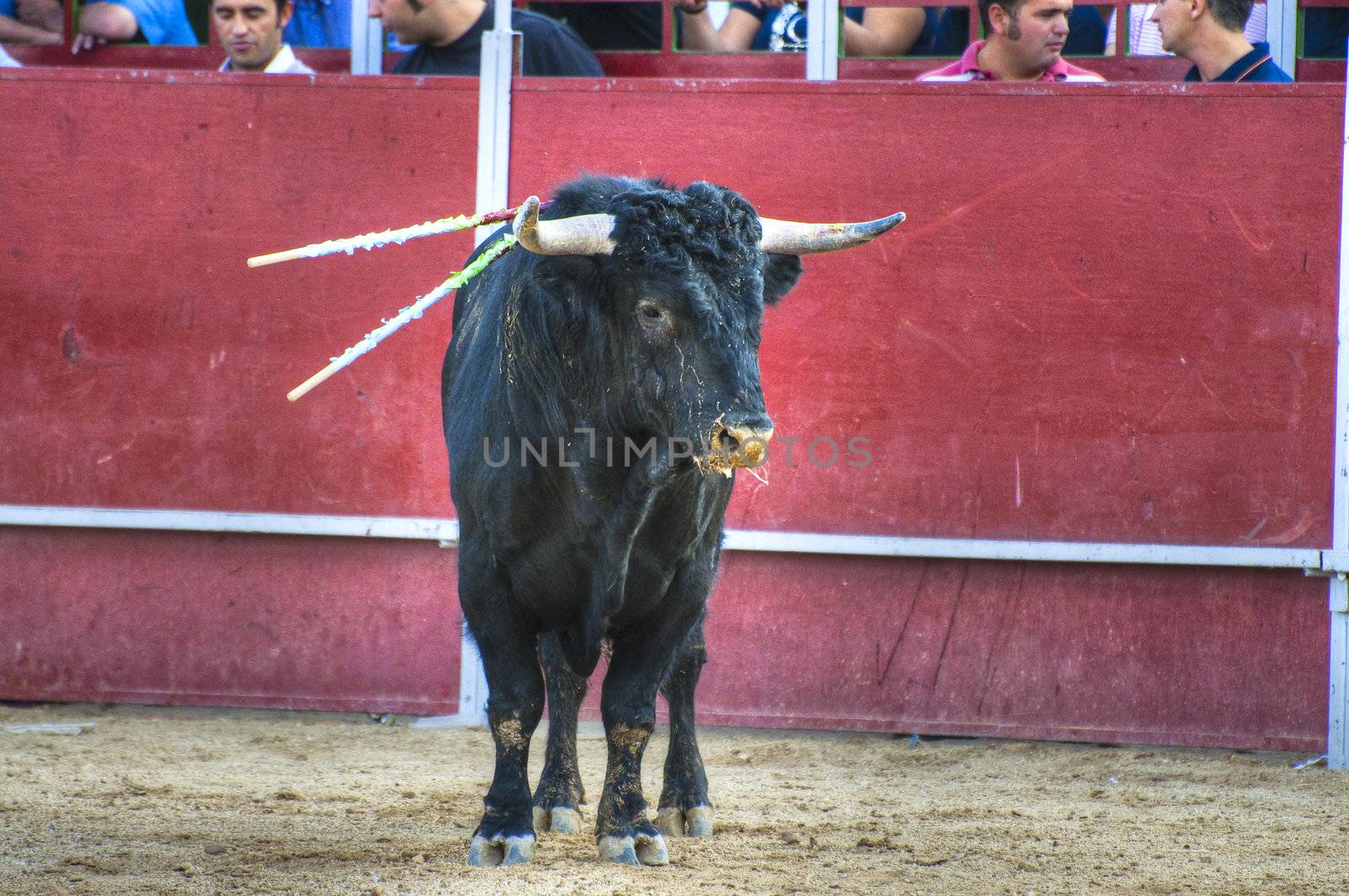 Fighting bull picture from Spain. Black bull