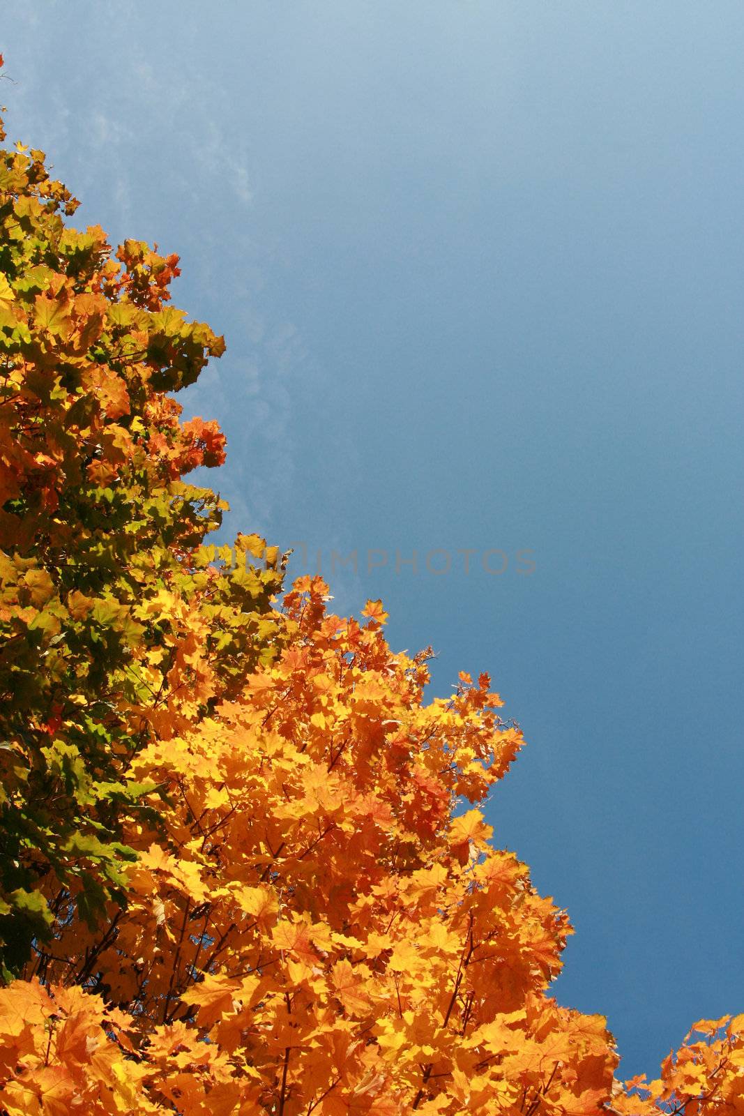 Bright yellow maple leaves on a background of  blue sky