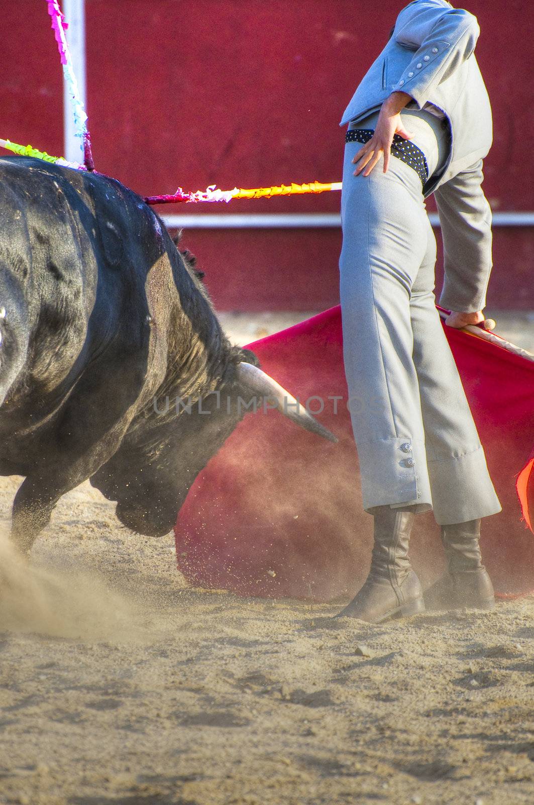 Fighting bull picture from Spain. Black bull