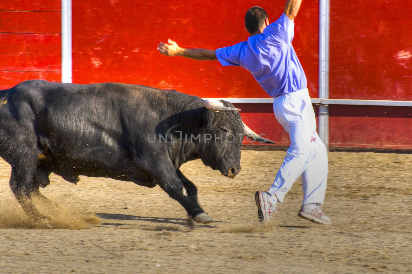 Fighting bull picture from Spain. Black bull