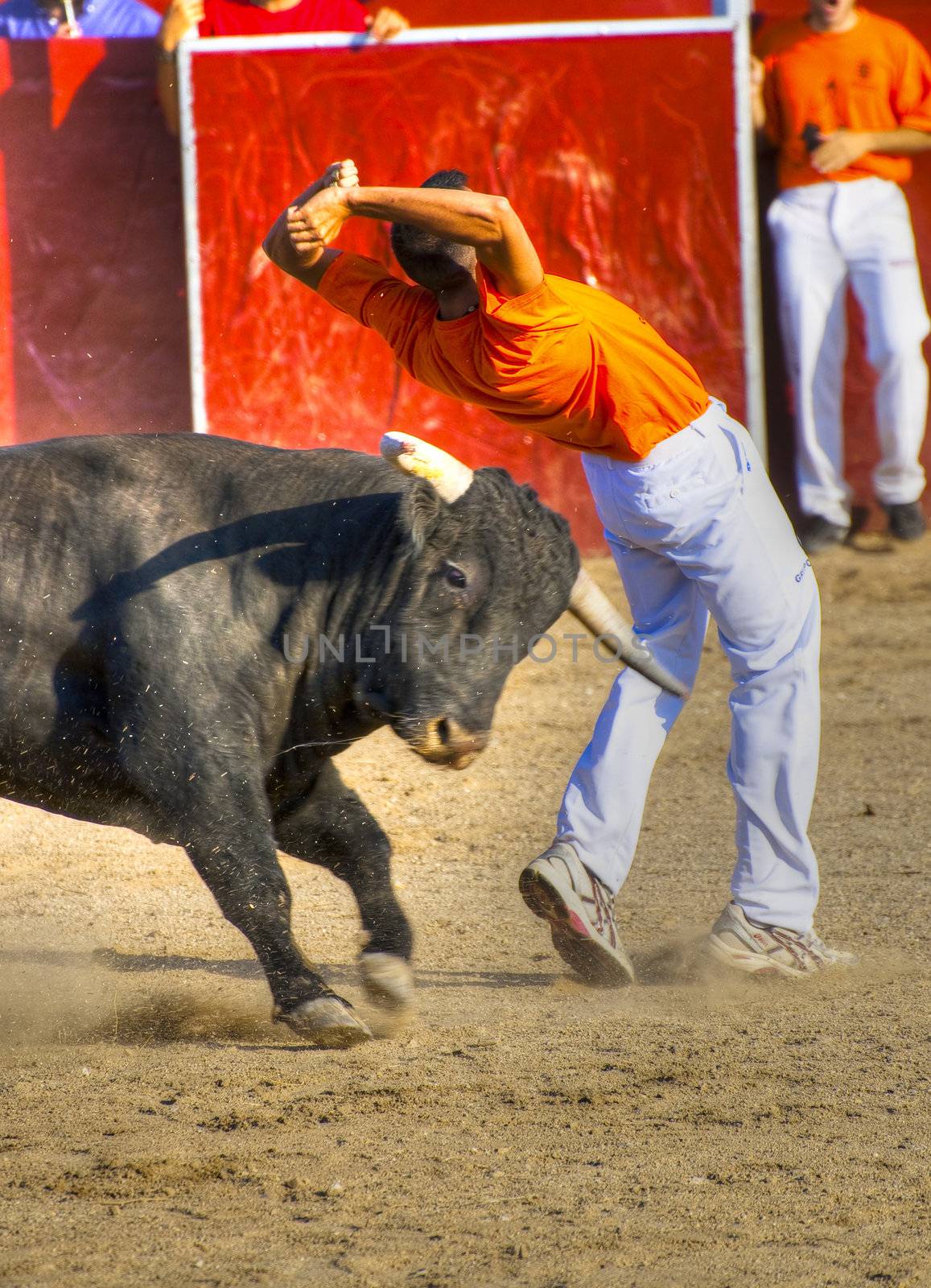 Fighting bull picture from Spain. Black bull