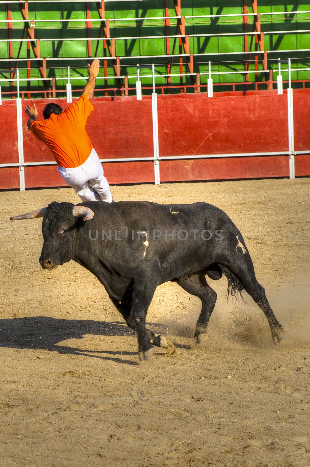 Fighting bull picture from Spain. Black bull