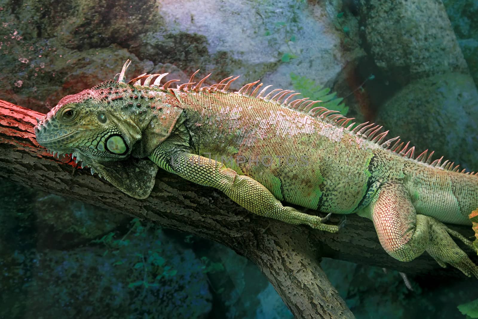 lizard iguana by skutin