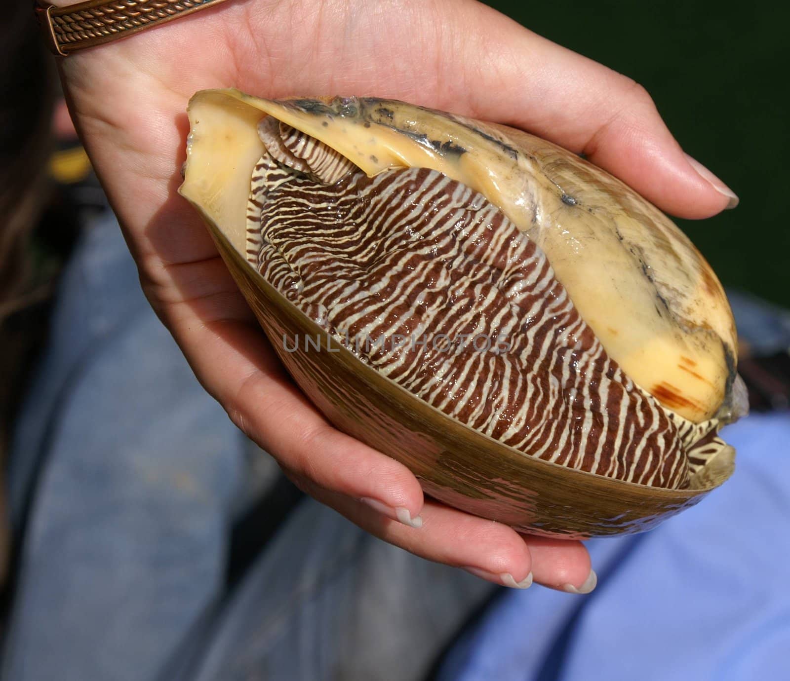 tiger sea snail holding in a hand