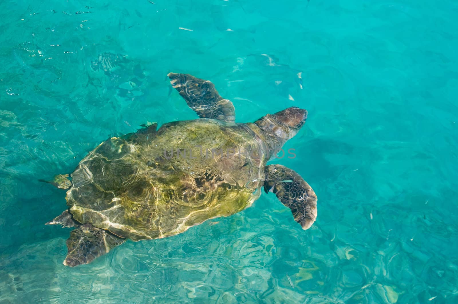swimming sea turtle in clear turquoise sea water 