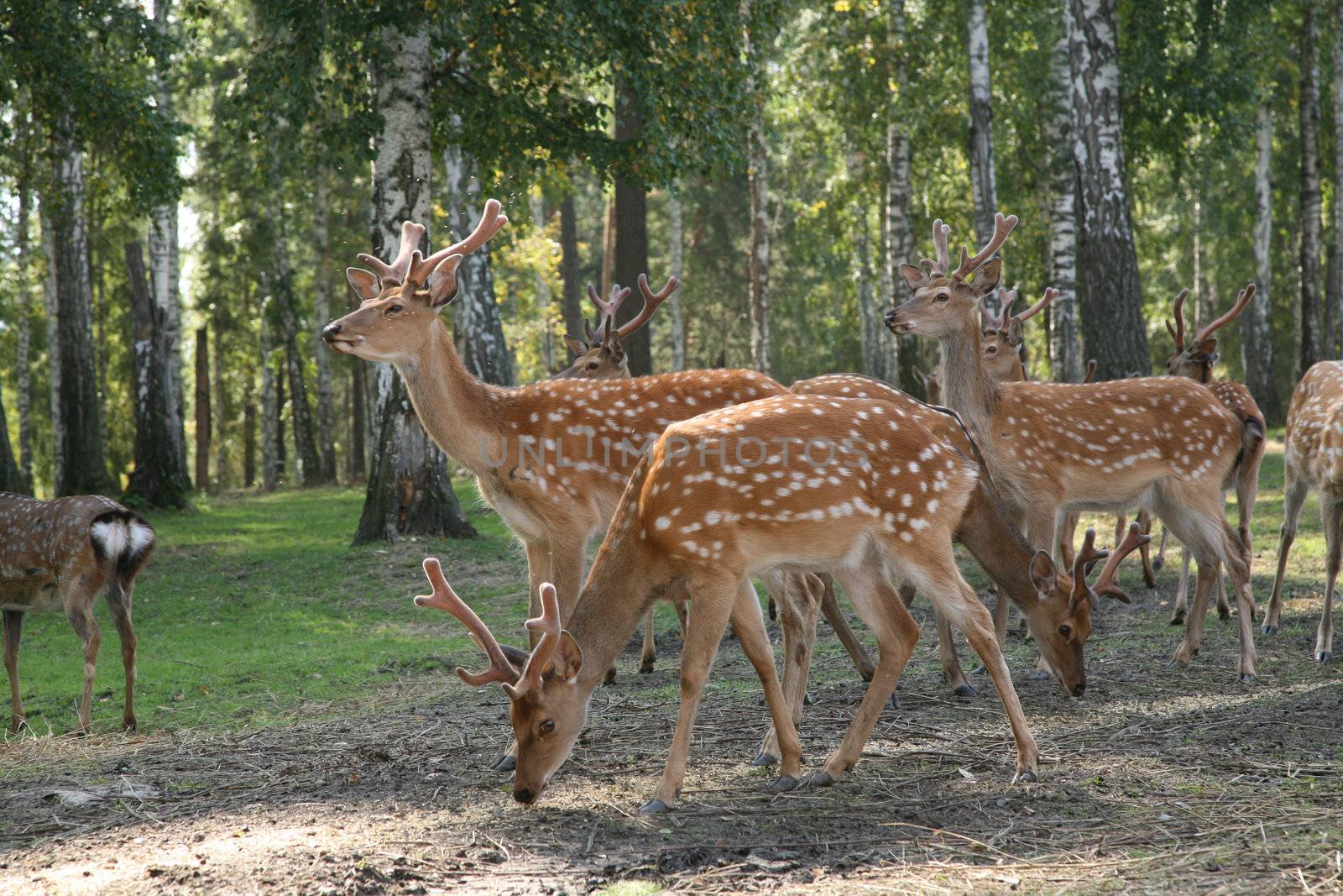 DEER Cervus elaphus by skutin