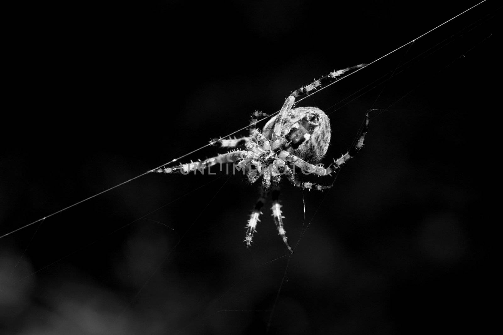 spider hanging on the web in the forest