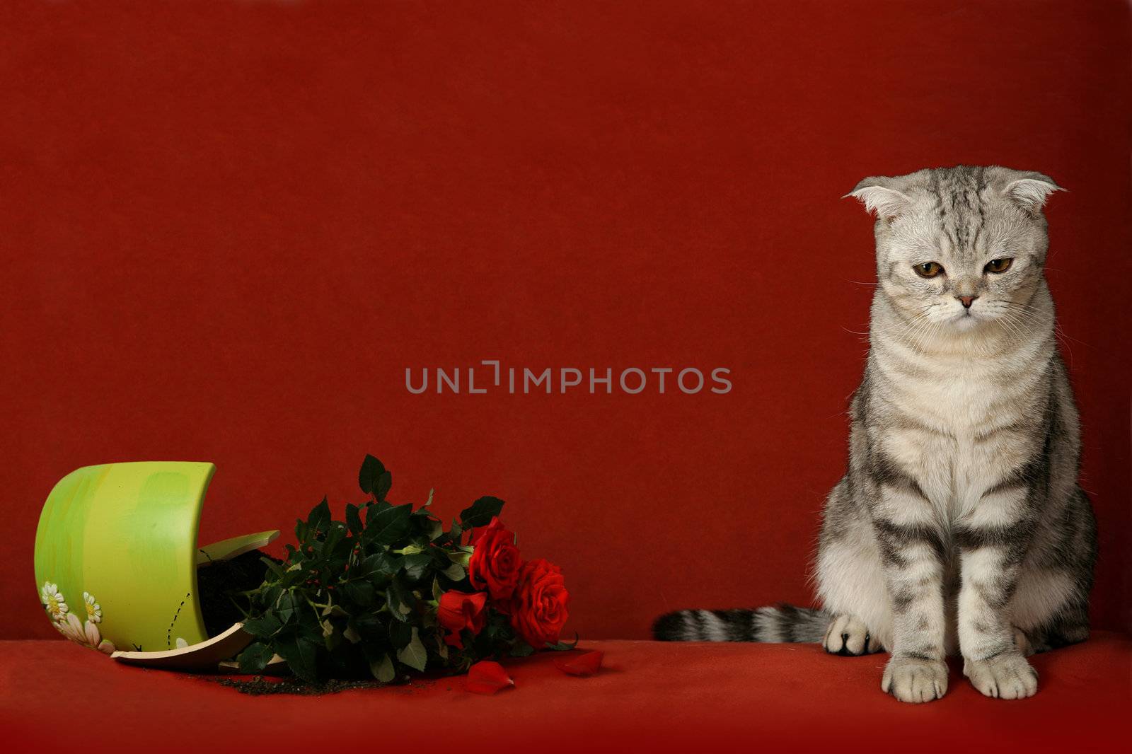 Accused cat and  broken pot of flowers by skutin