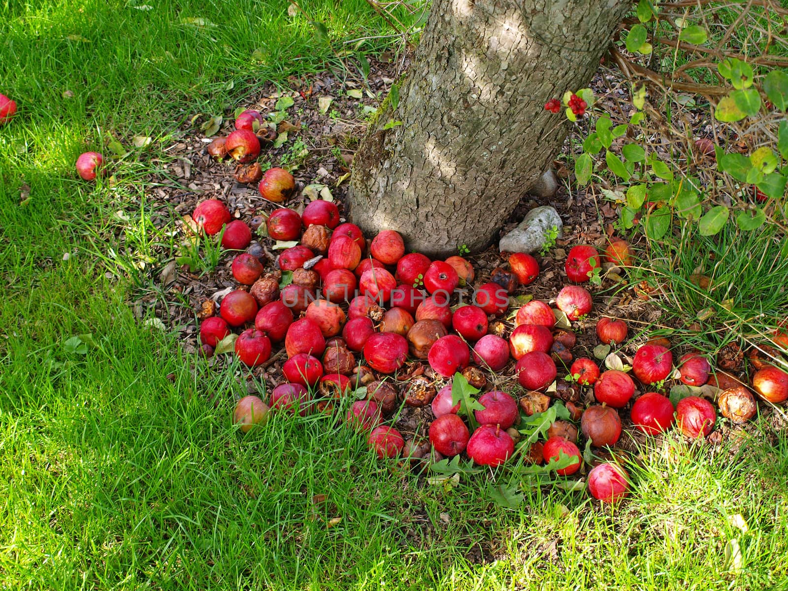 Ripen delicious red apples on the ground by a tree