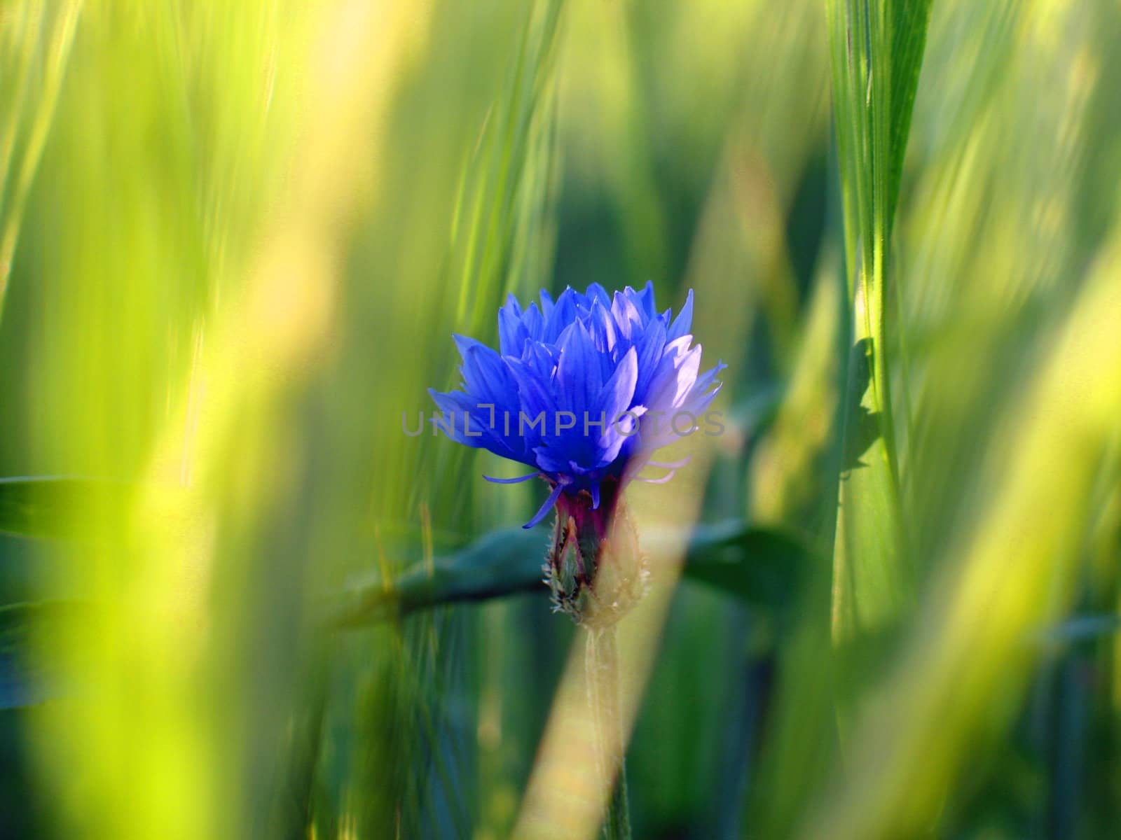 Young cornflower among wheat field