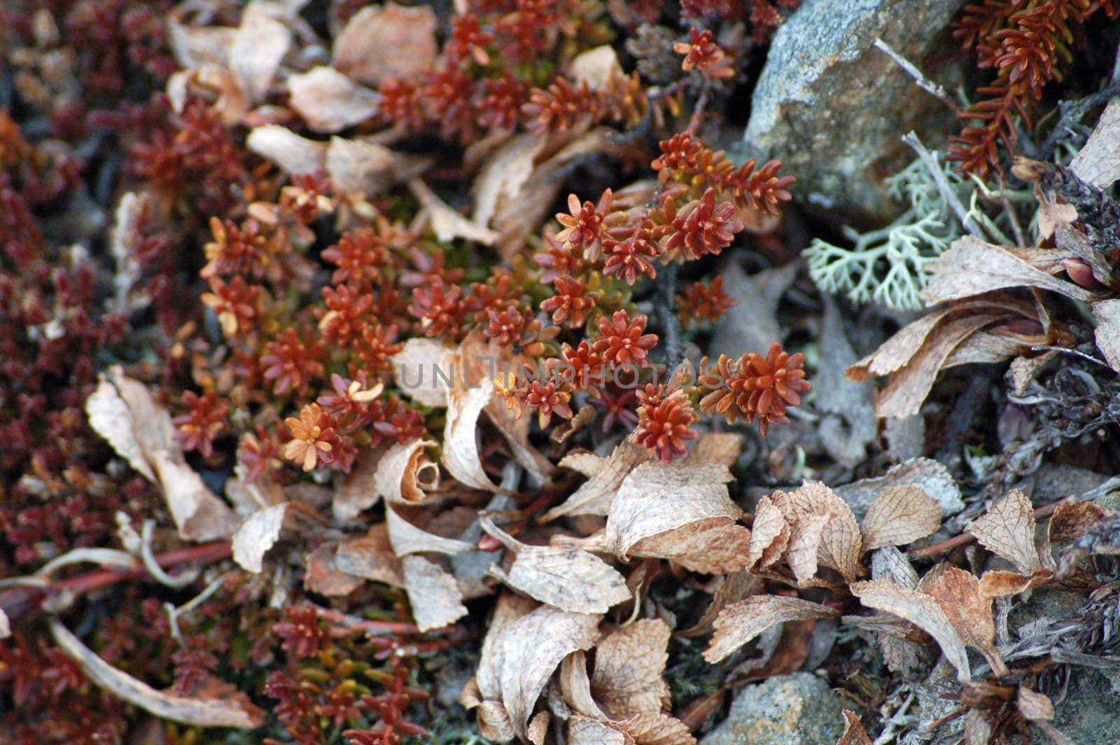 arctic vegetation by mojly