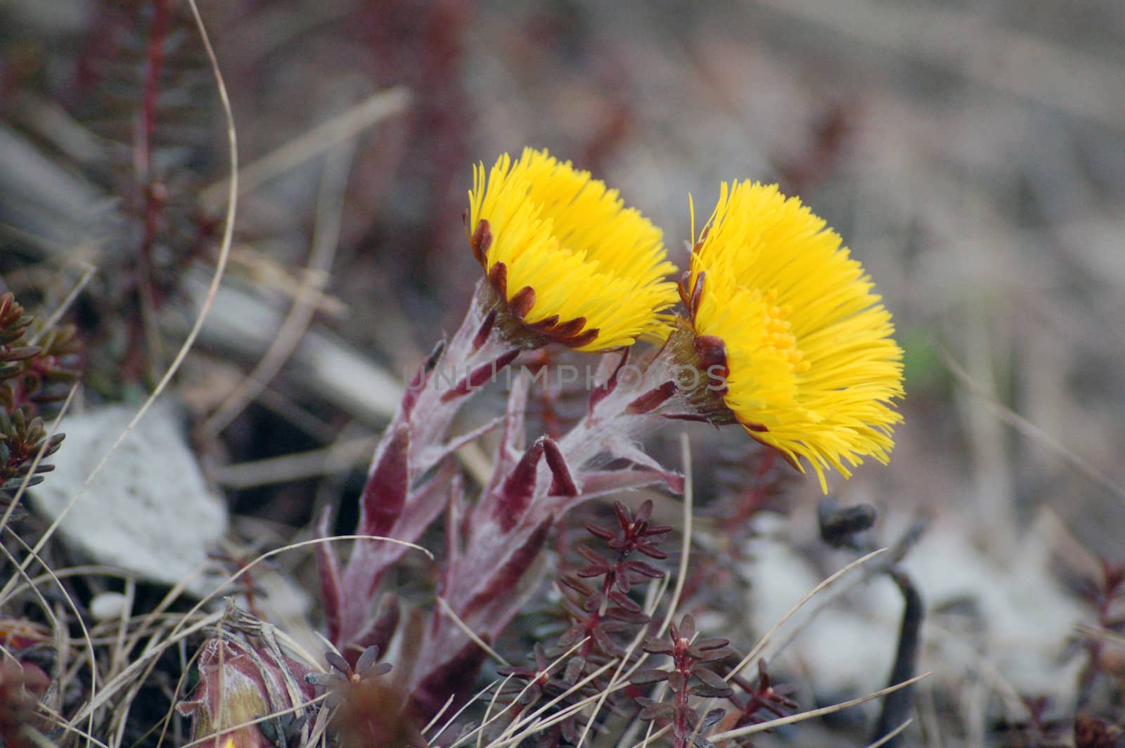 coltsfoot