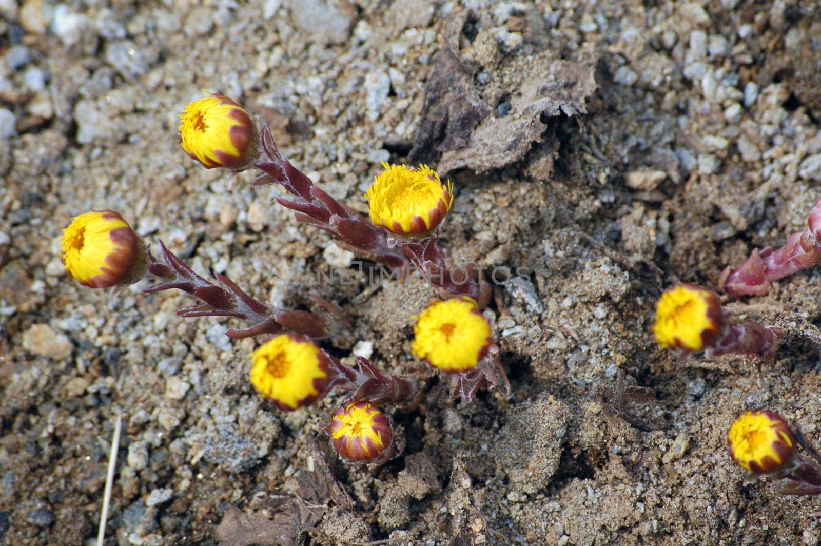 crowd of coltsfoot
