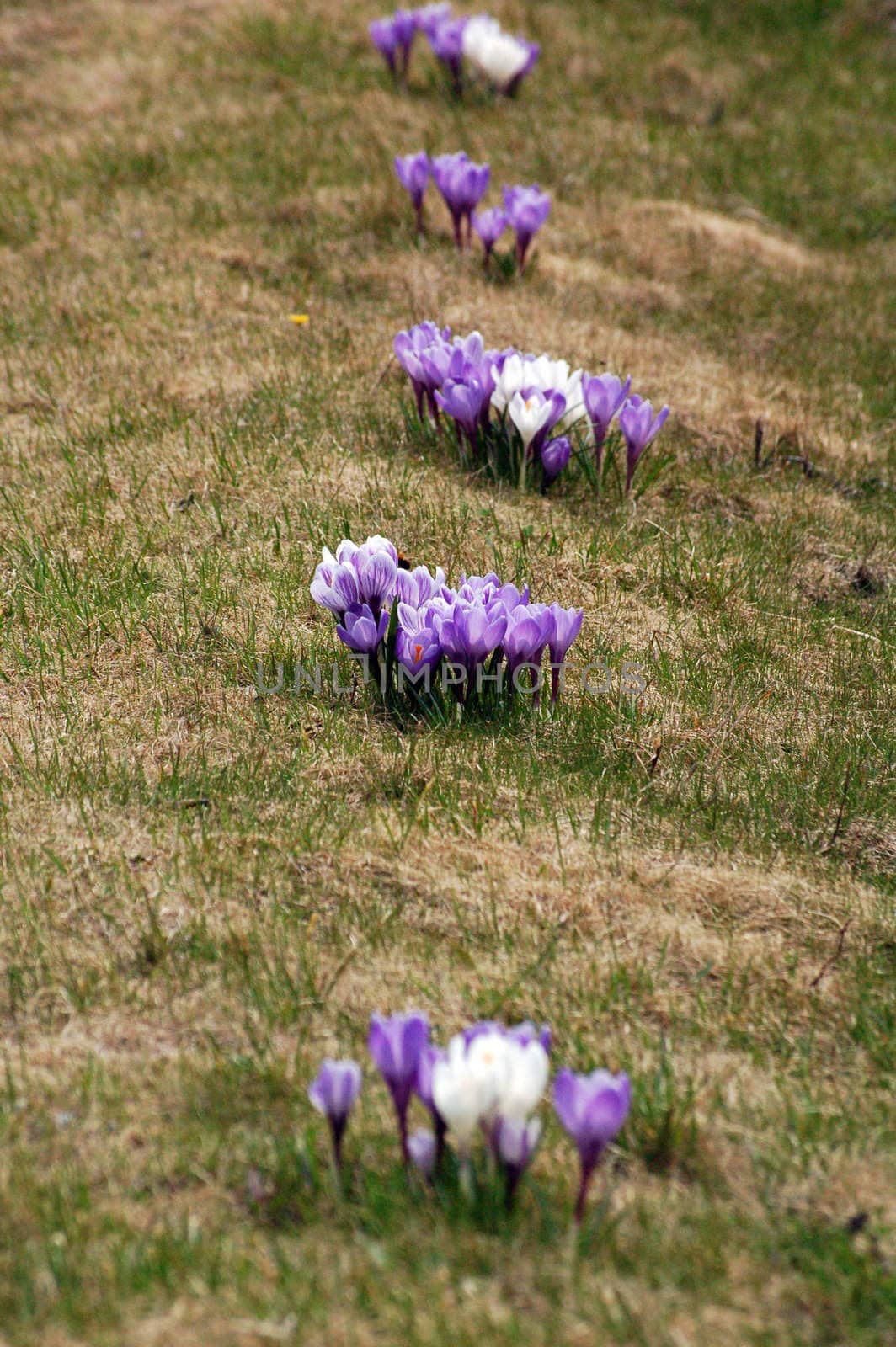 crocus in line