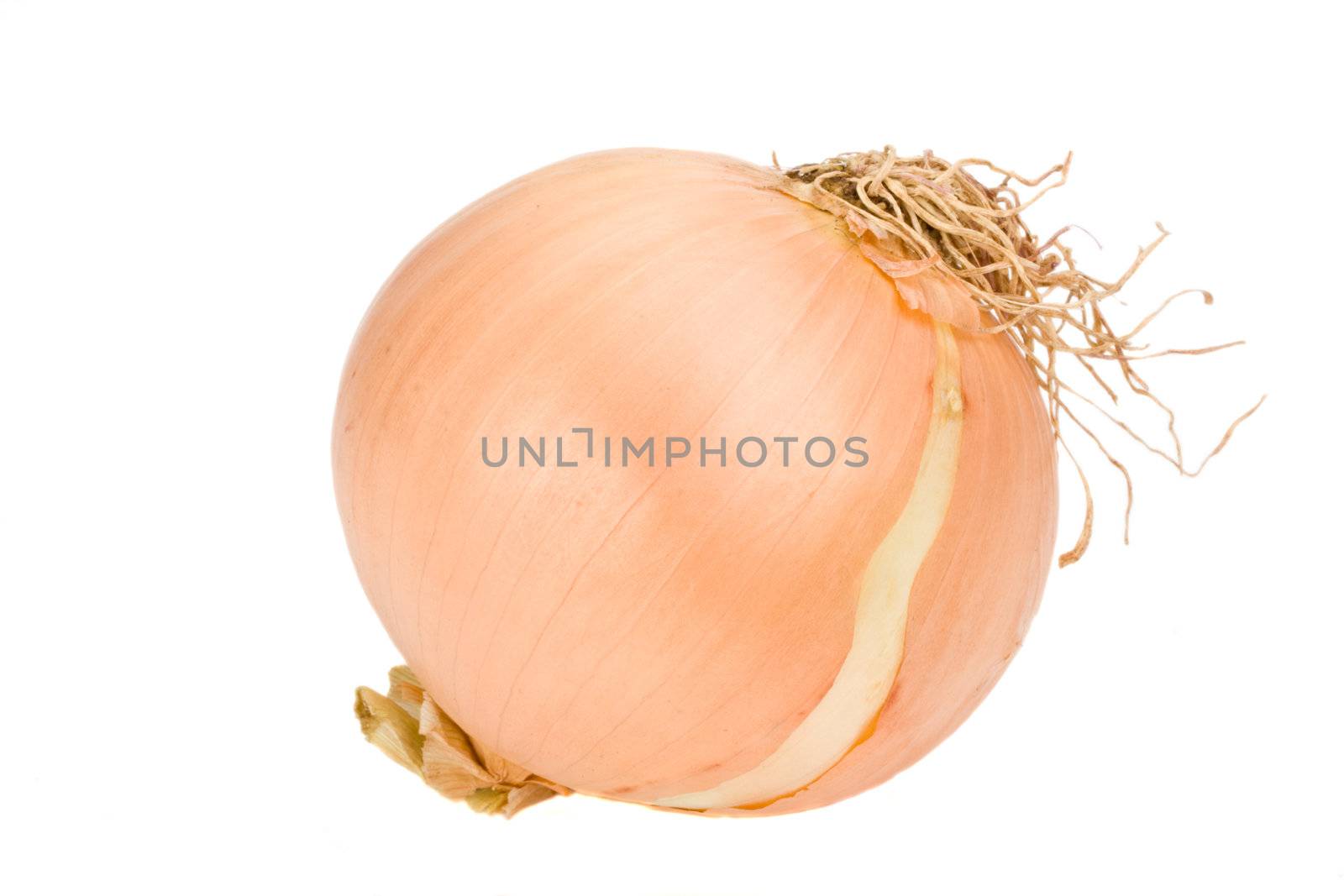 single onion over white background by bernjuer