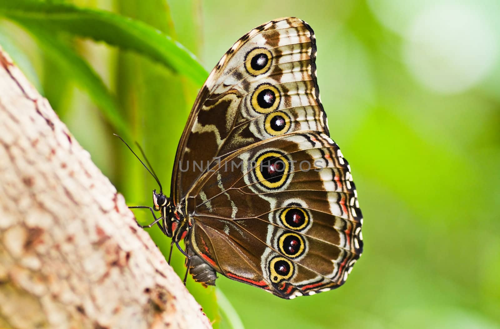 Blue morpho tropical butterfly resting with wings closed. Open wings are beautiful blue coloured