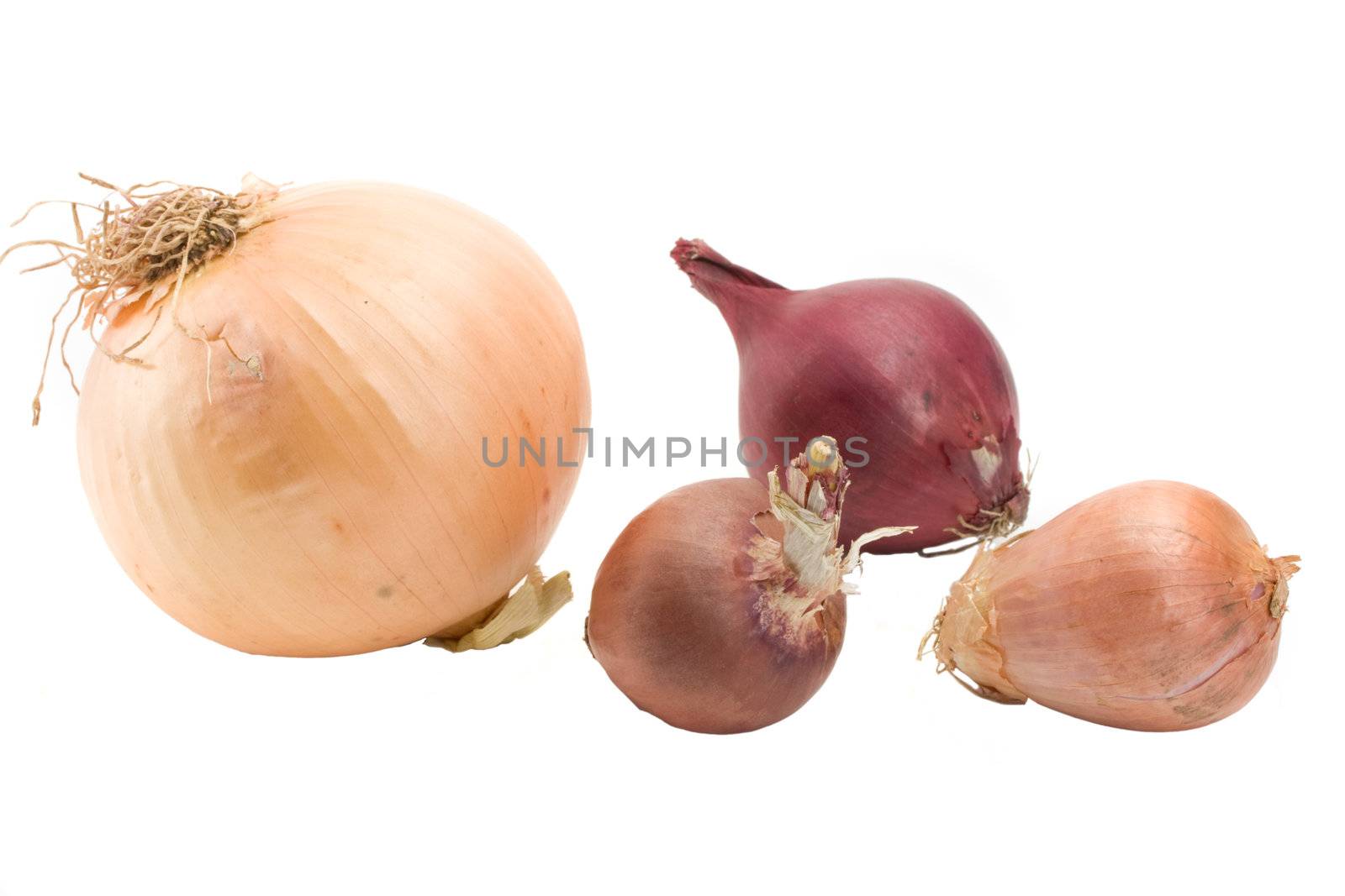 variety of onions over white background
