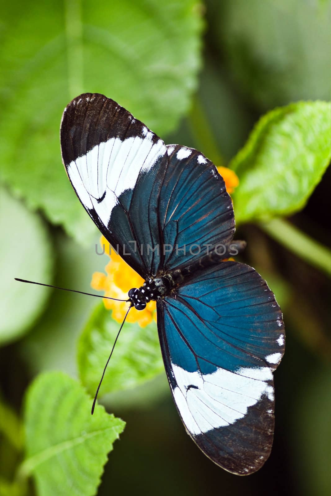 Heliconius cydno tropical butterfly, also called Cydno longwing
