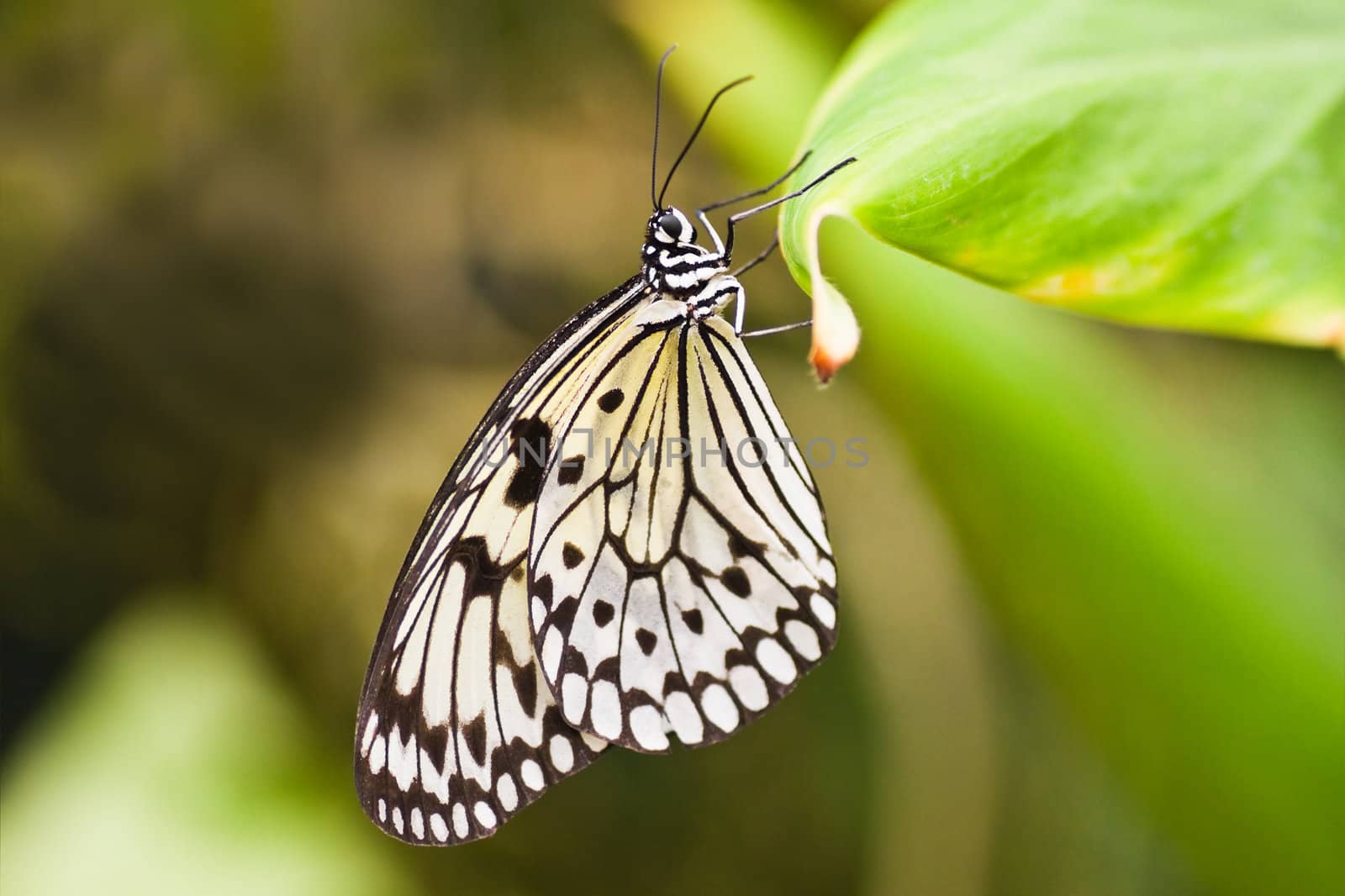 Paper kite butterfly hanging on leaf by Colette