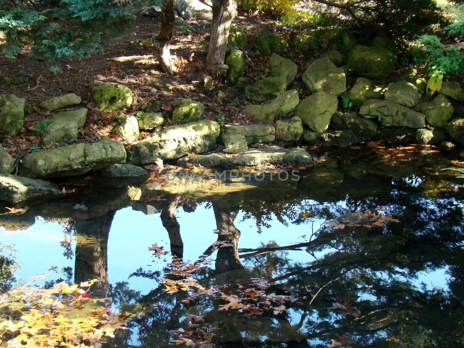 trees reflecting on water in pond