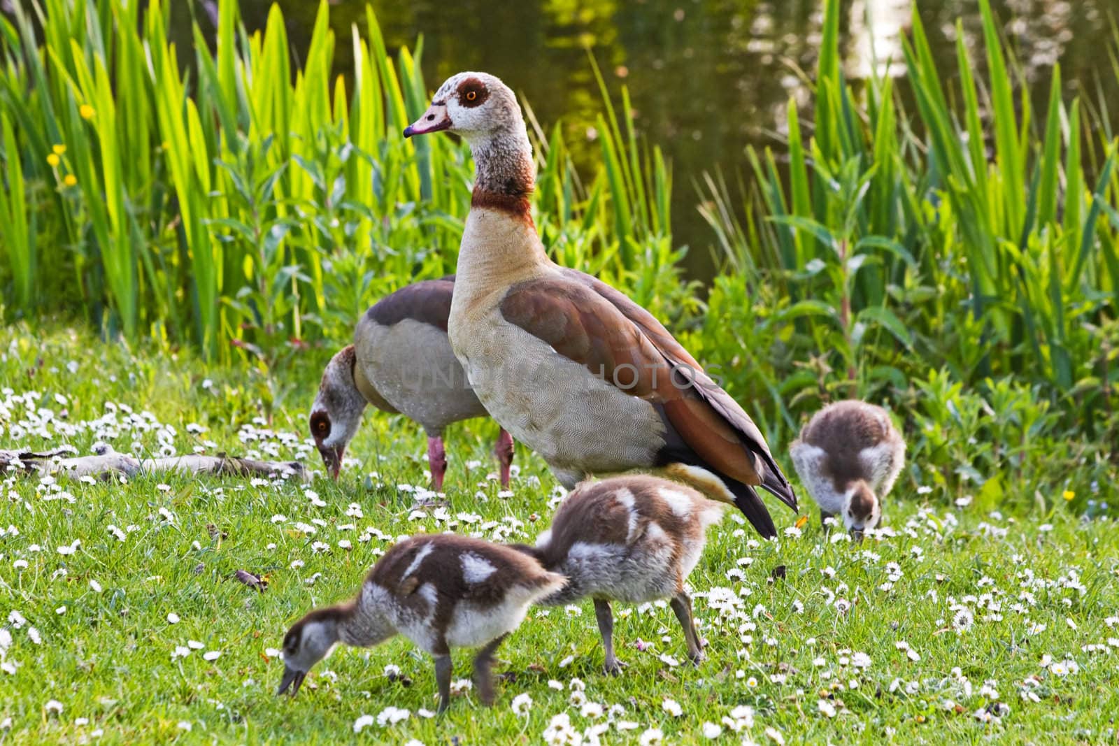 Egyptian goose family in spring grazing in evening sunshine