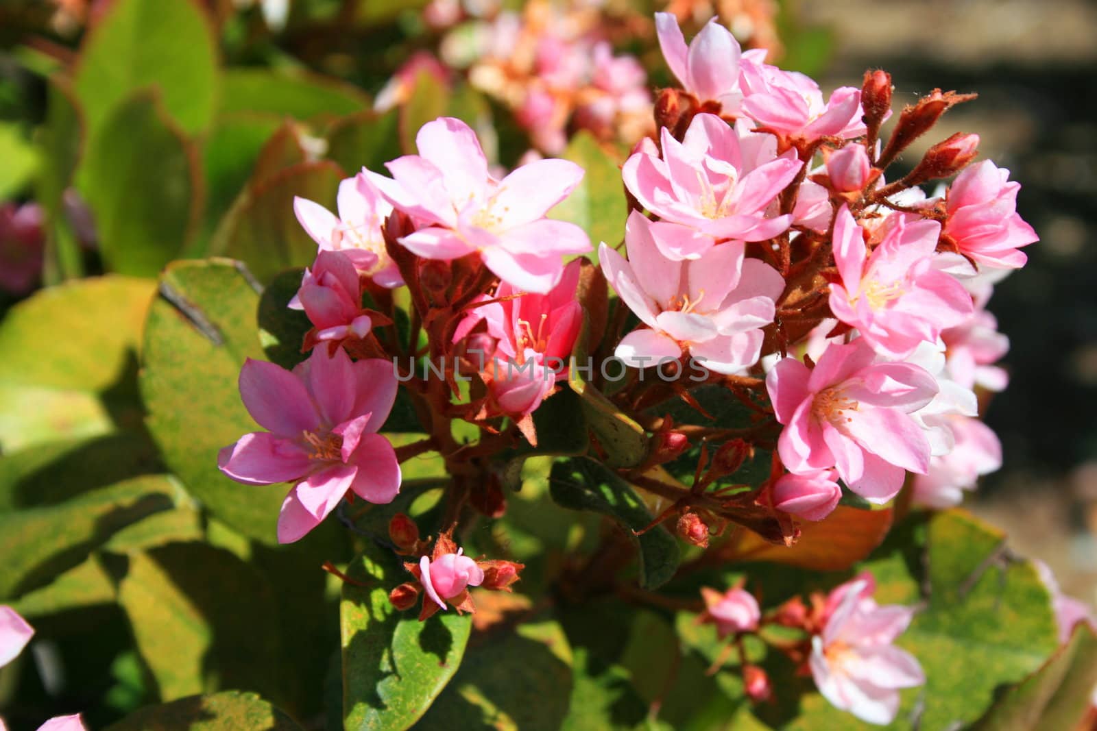 Close up of the indian hawthorn flower.
