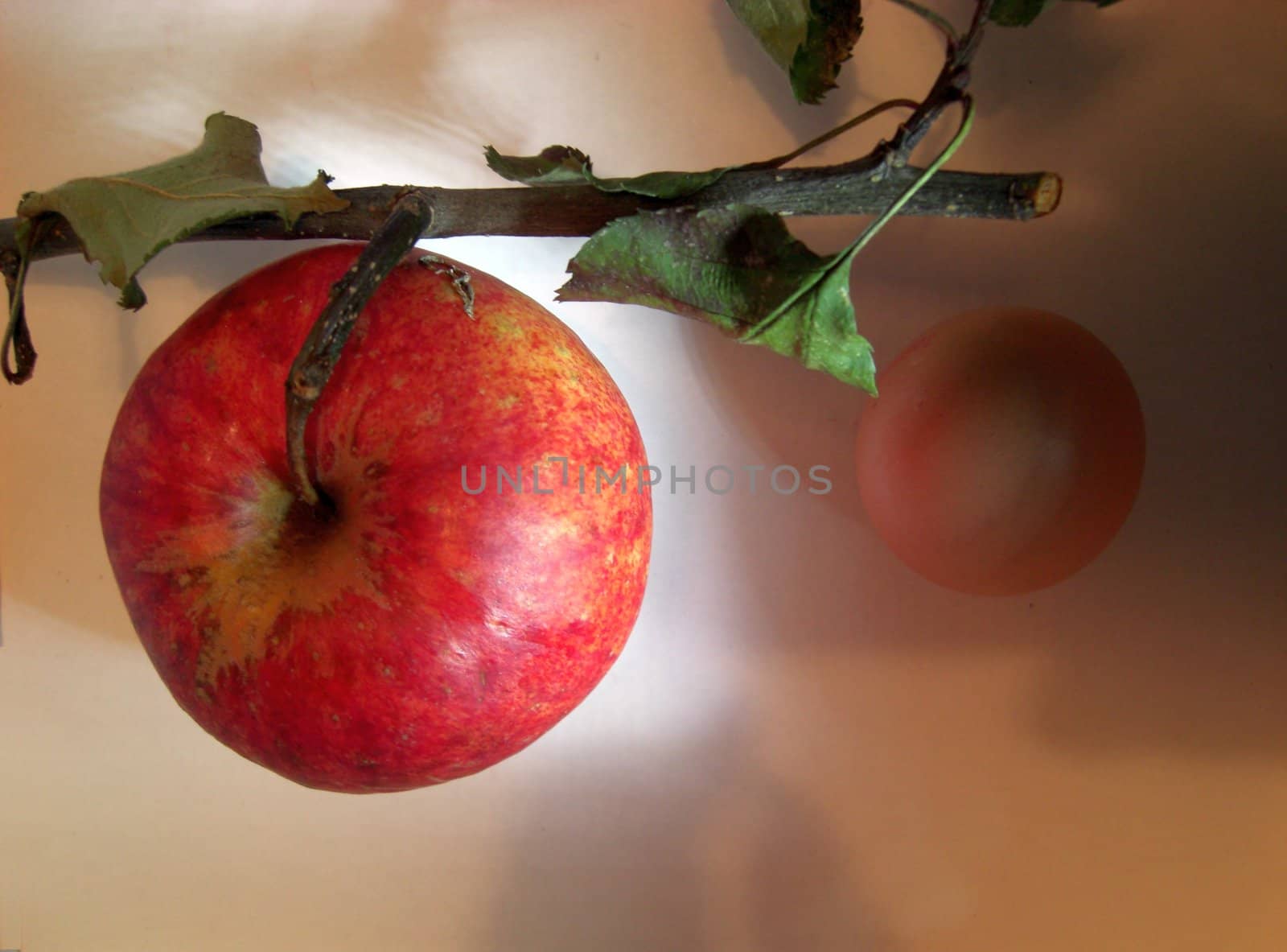 apple "malus domestica" on a twig with leaves. This kind of apple was cultured in 1880 and is named after the Hessian baron Freiherr von Berlepsch. It is also known as red or golden renette.
