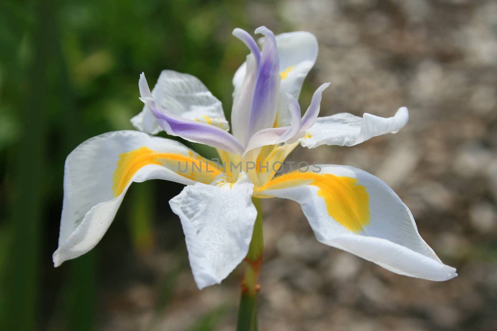 White Butterfly Iris Flower by MichaelFelix